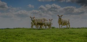 Ressources documentaires bien être animal