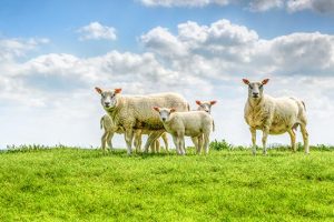 Ressources documentaires bien être animal