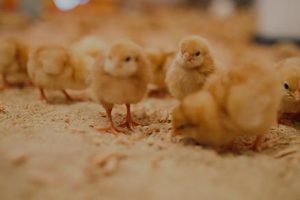 Définition bien-être animal