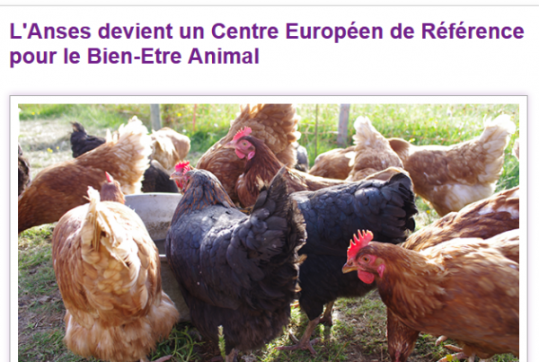 Anses devient centre européen de référence pour le bien-être animal