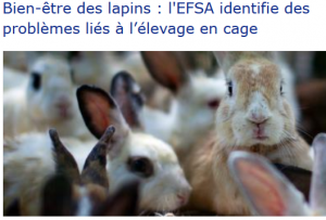 Bien-être des lapins l&#039;EFSA identifie des problèmes liés à l&#039;élevage en cage