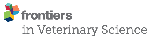 Frontiers in Veterinary Science logo