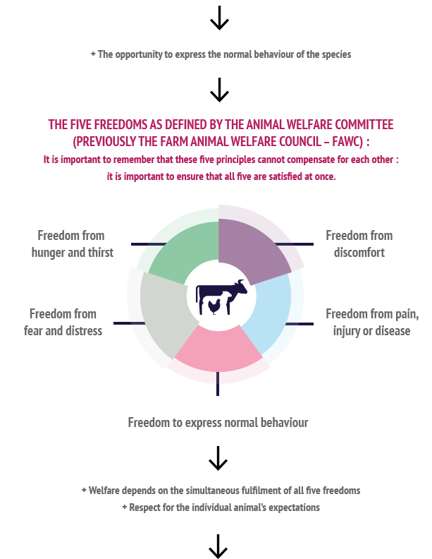 Theoretical diagram differentiating between animal welfare and good treatment of animals