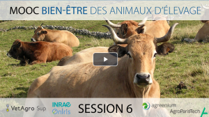 Image of the MOOC Farm Animal Welfare session 6