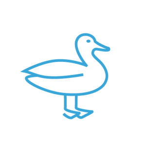 duck