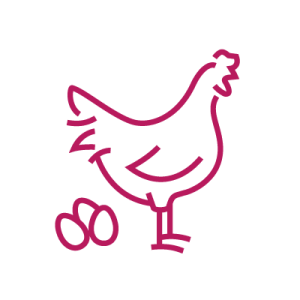 laying hen
