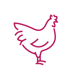 broiler chicken